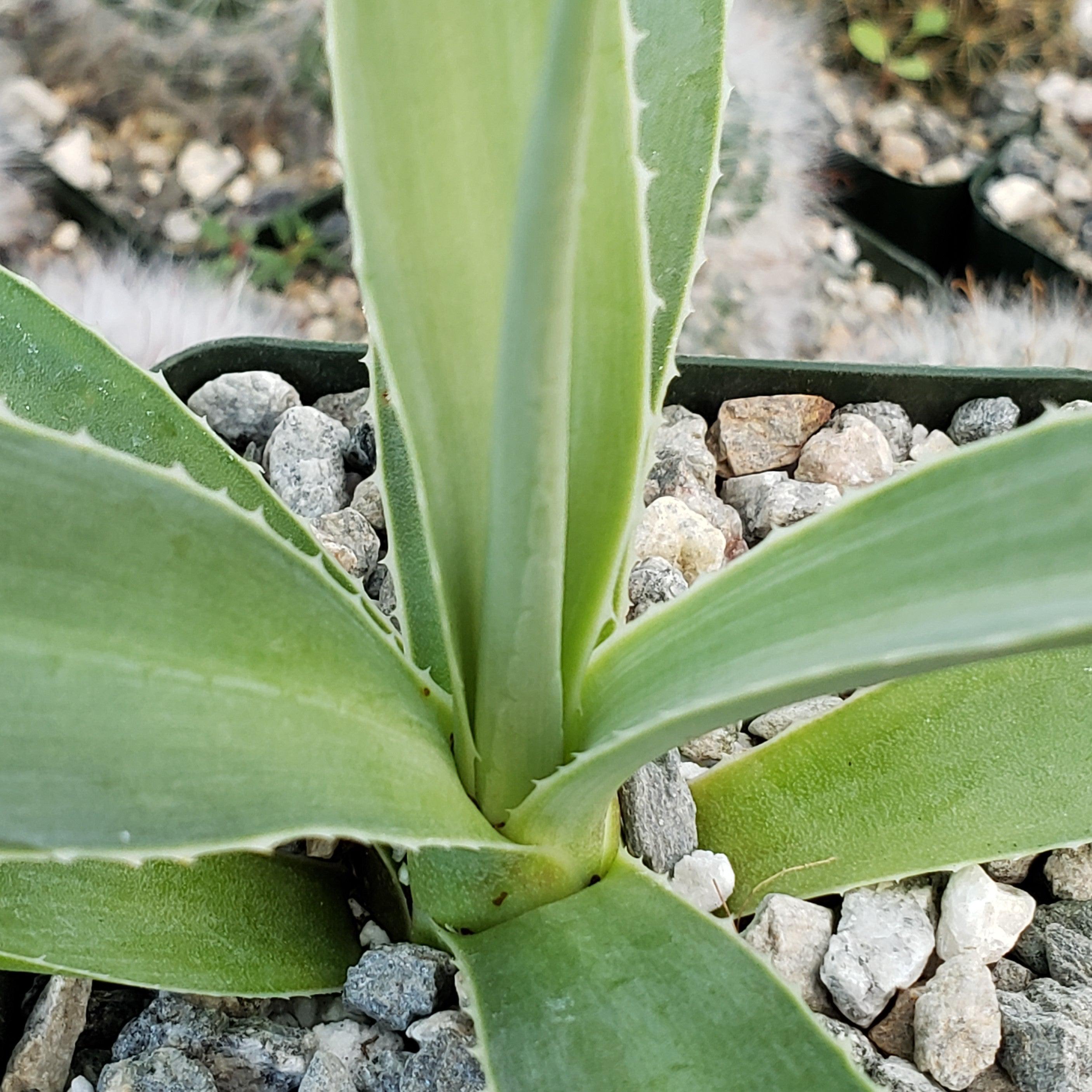 Agave angustifolia