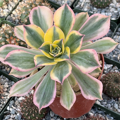 copper pinwheel succulent Aeonium sunburst 4" Pot