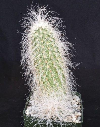 Echinocereus delaetii