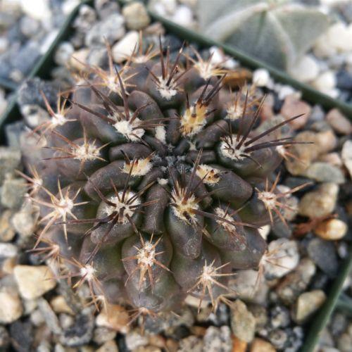 Neochilenia huascensis eriosyce crispa