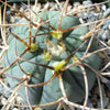 Gymnocalycium cardenasianum