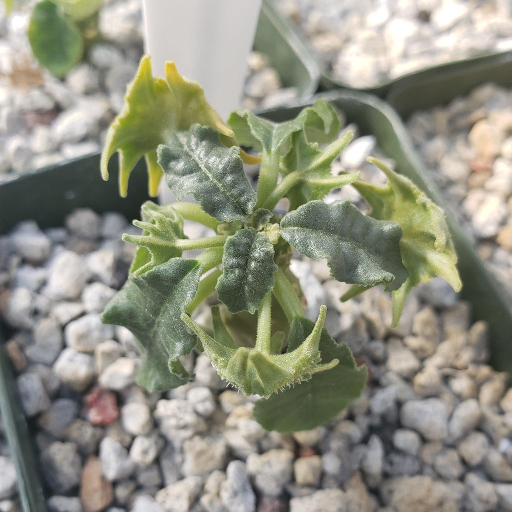 Dorstenia mait escarpment