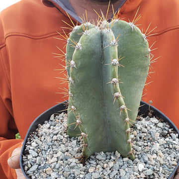 Cereus peruvianus spiralis twist Info