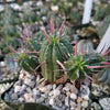 Euphorbia ferox