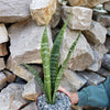 Mother in Law Plant ‘Sansevieria trifasciata’ Snake Plant