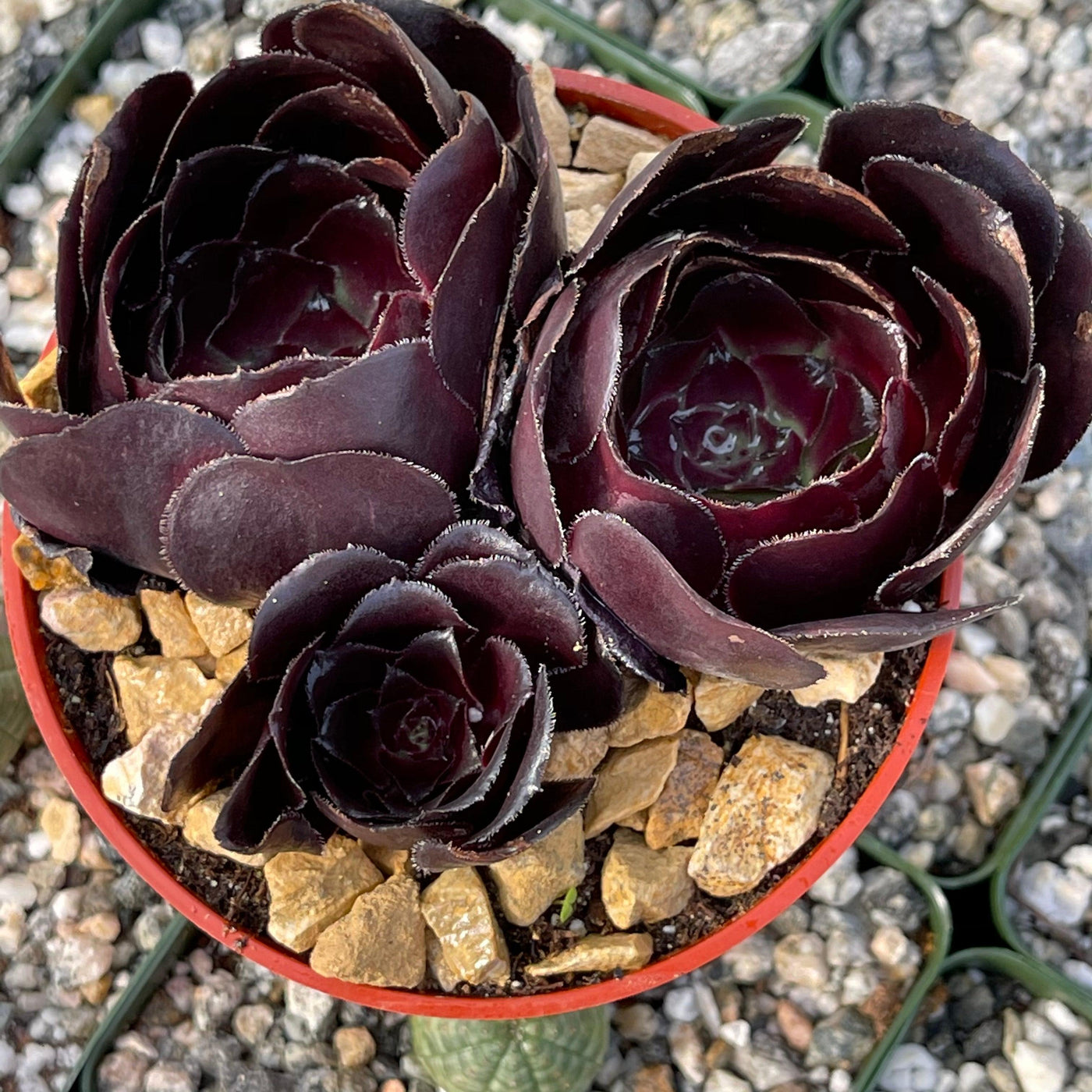 atropurpureum succulent Purple Rose 'Aeonium arboreum Atropurpureum'- Shop Online at Planet Desert