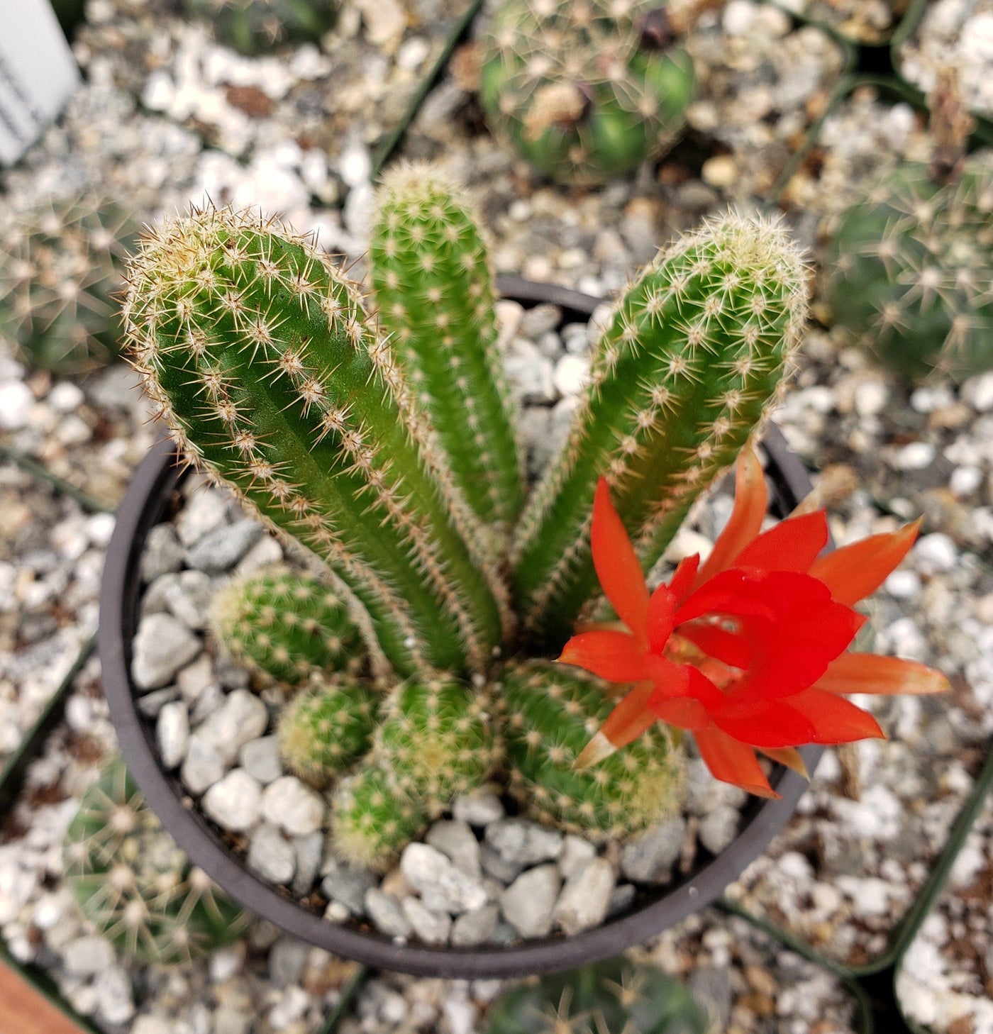 Echinopsis chamaecereus Peanut