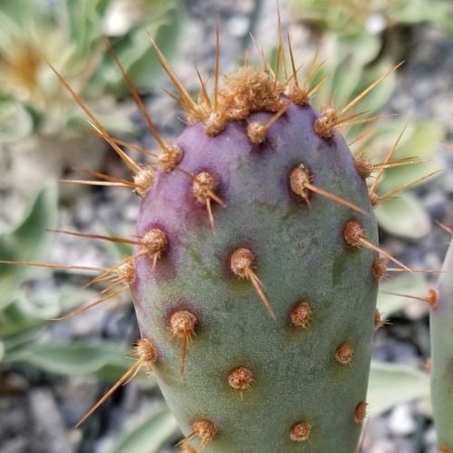 Opuntia Santa "Baby" Rita pad cutting