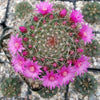 Mammillaria zeilmanniana