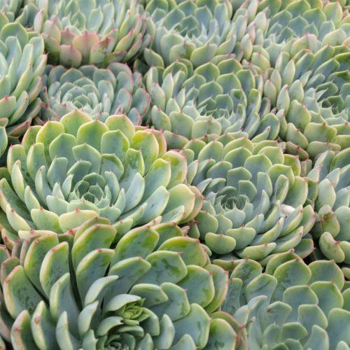 blue rose succulent care Echeveria blue rose
