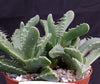 Faucaria tigrina