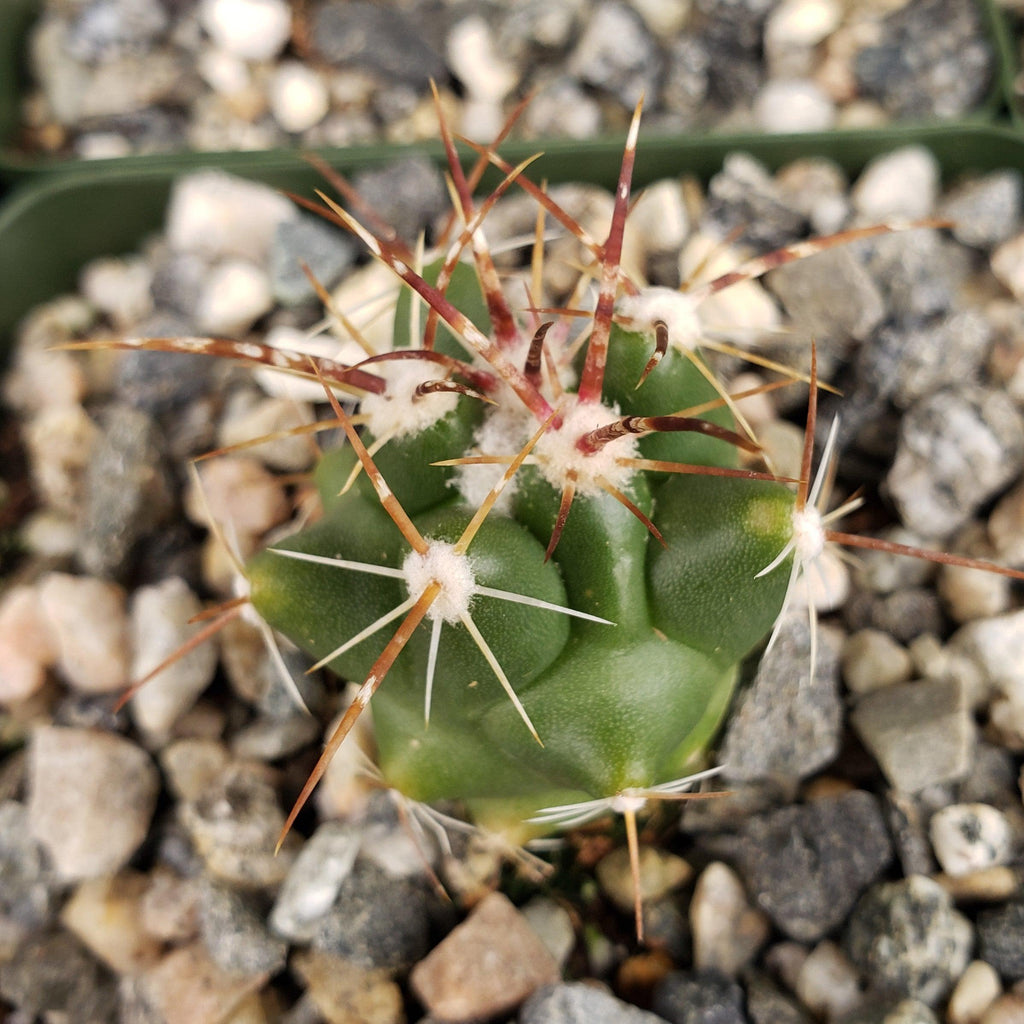 thelocactus panarottoanus
