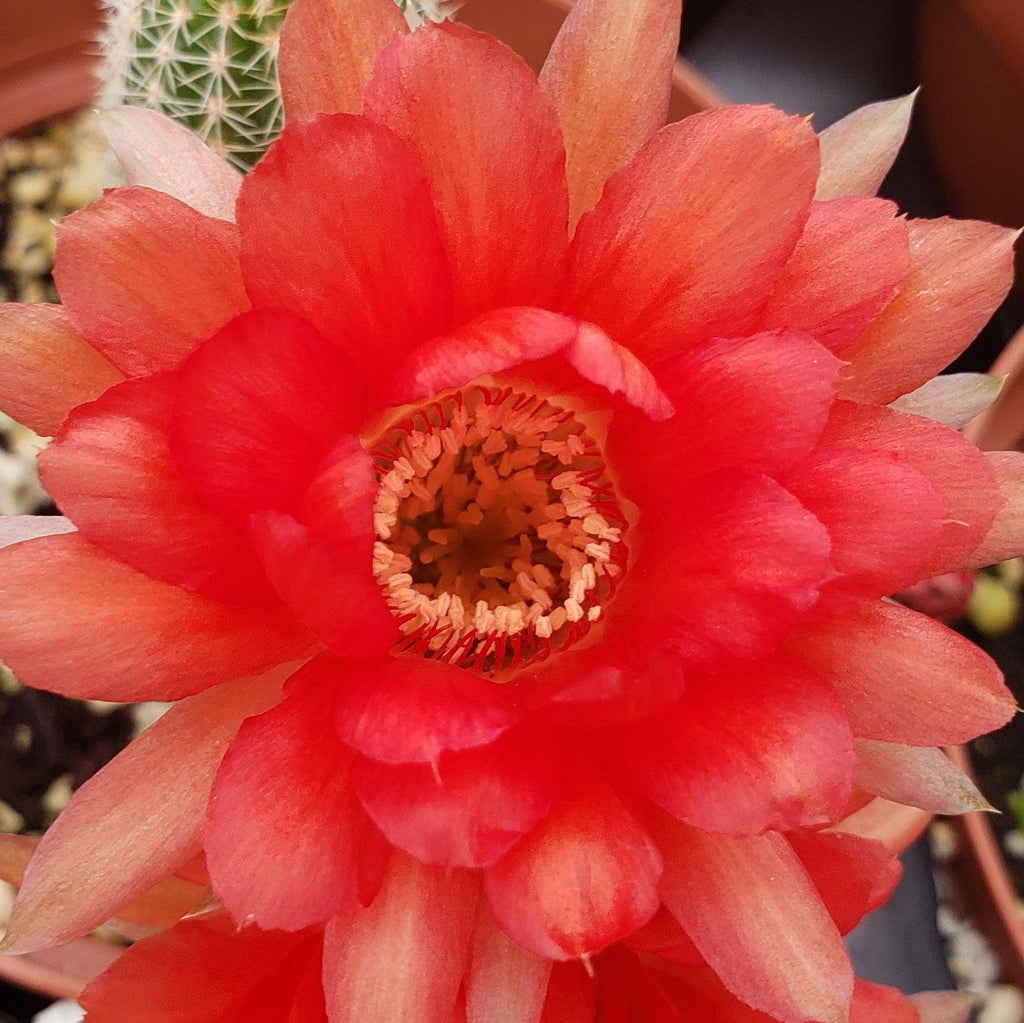 Peanut Cactus ‘Echinopsis chamaecereus’