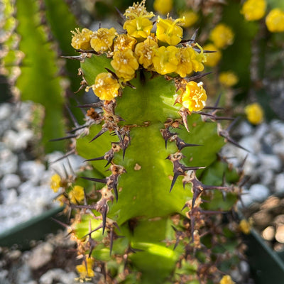Euphorbia restricta
