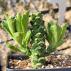 Monadenium stapelioides