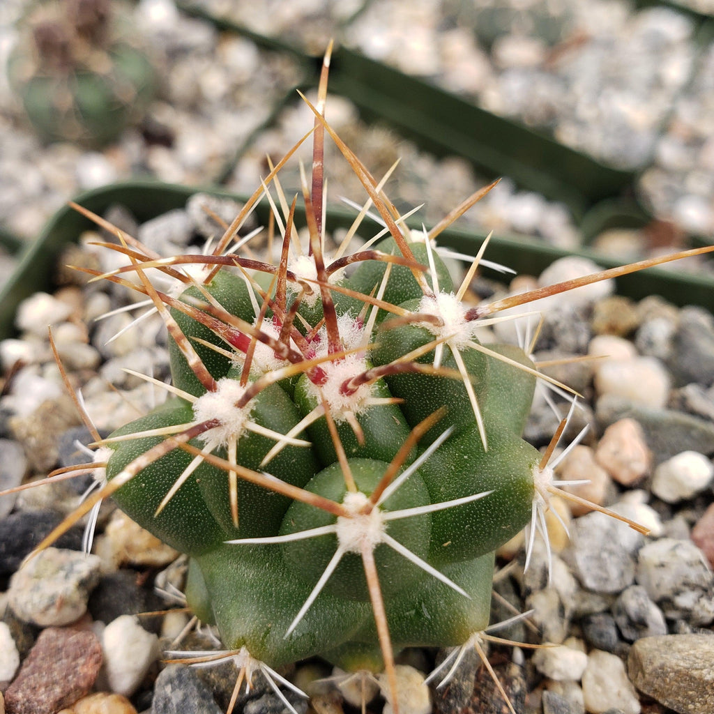 thelocactus panarottoanus