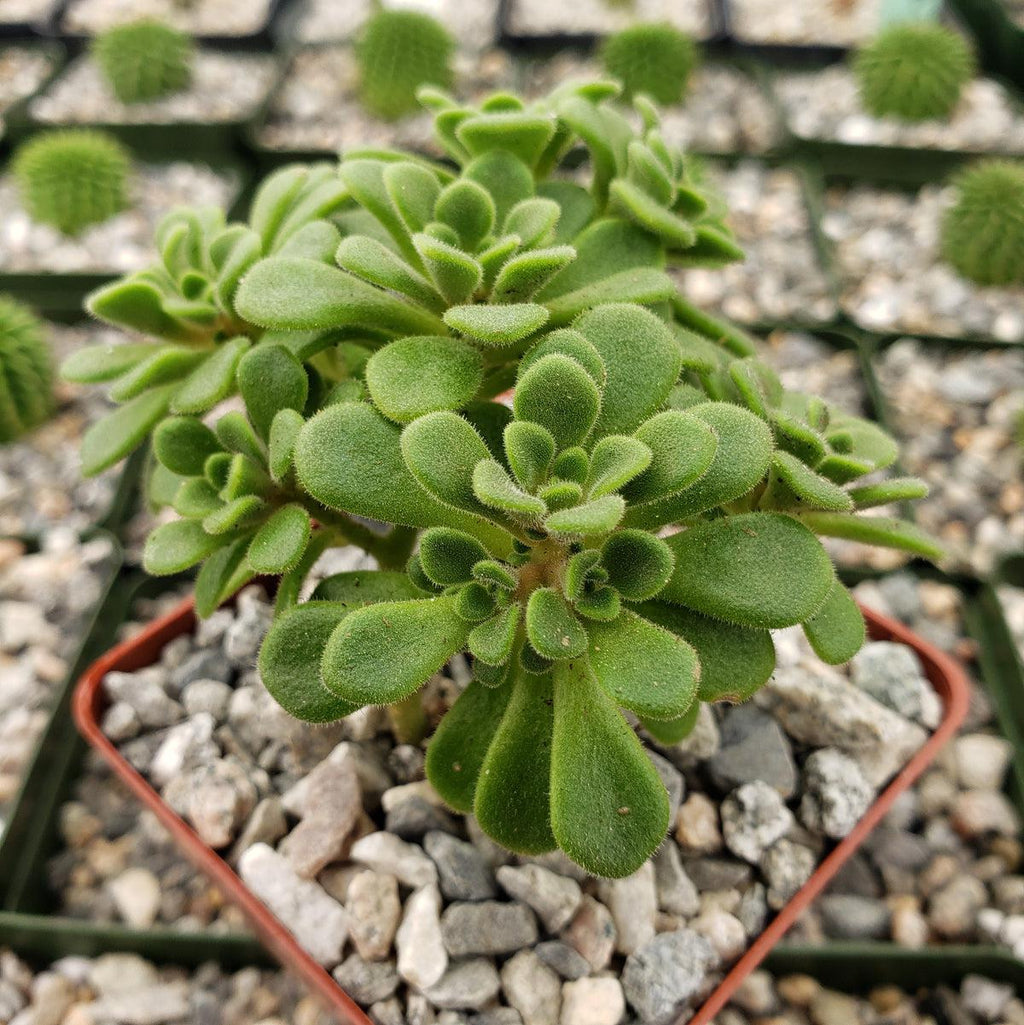 aeonium bethencourtianum