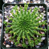 Euphorbia susannae