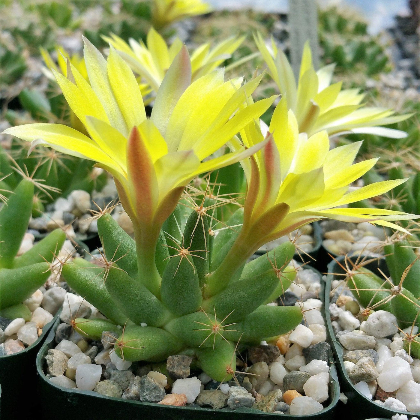 mammillaria succulent Mammillaria longimamma