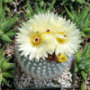 Notocactus or Parodia scopa