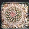 Mammillaria spinosissima