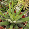 Haworthia attenuata concolor