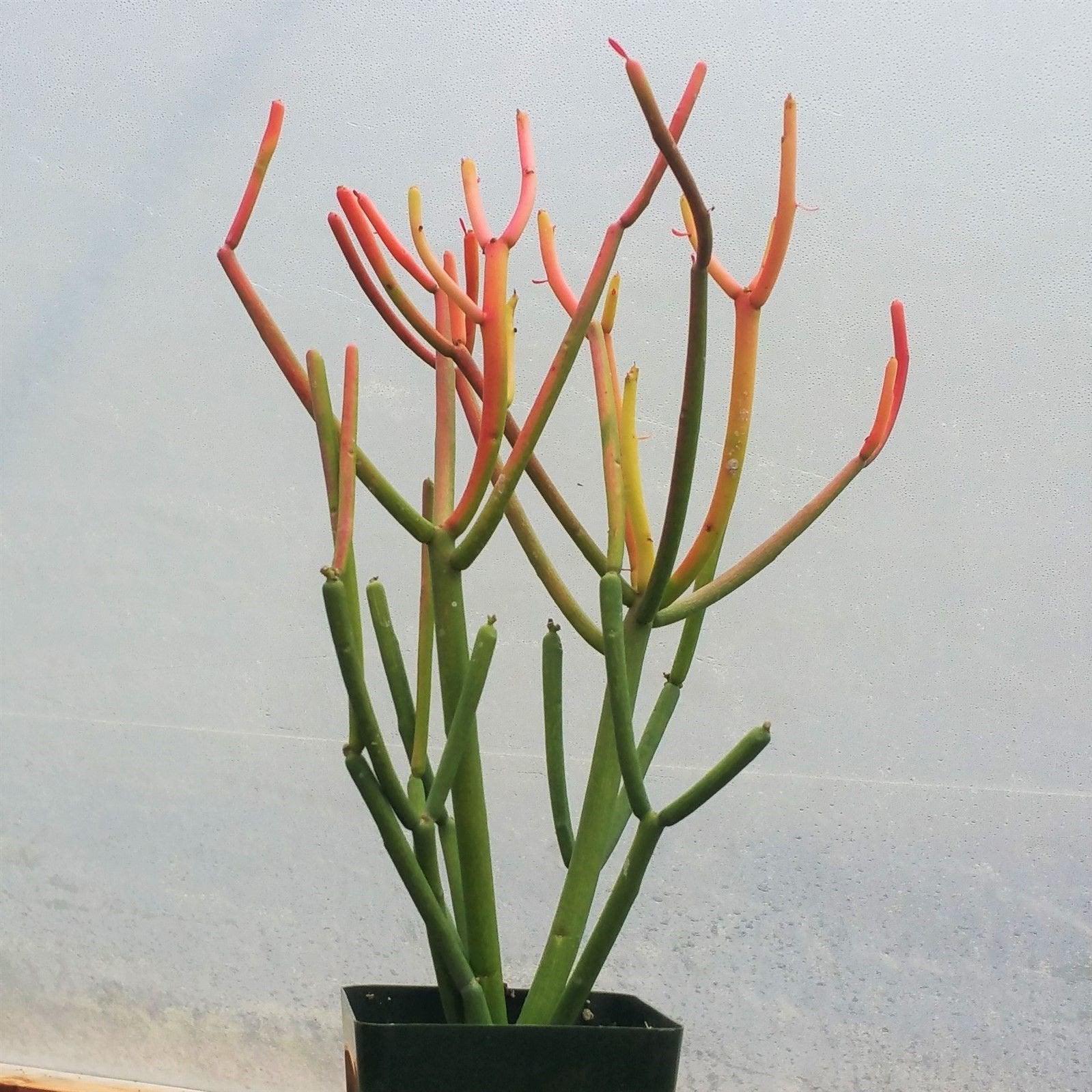 How To Care For Pencil Cactus (Euphorbia tirucalli) How To Care For Pencil Cactus (Euphorbia tirucalli)