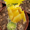 Opuntia microdasys Bunny Ears cutting