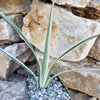 Dianella tasmanica variegata