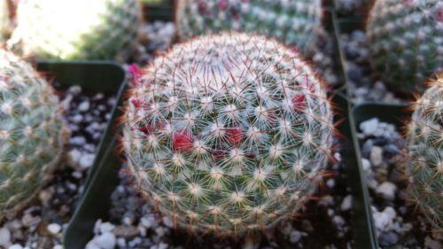 Rainbow Pincushion - Mammillaria rhodantha mccartenii