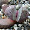 Pleiospilos nelii Royal Flush