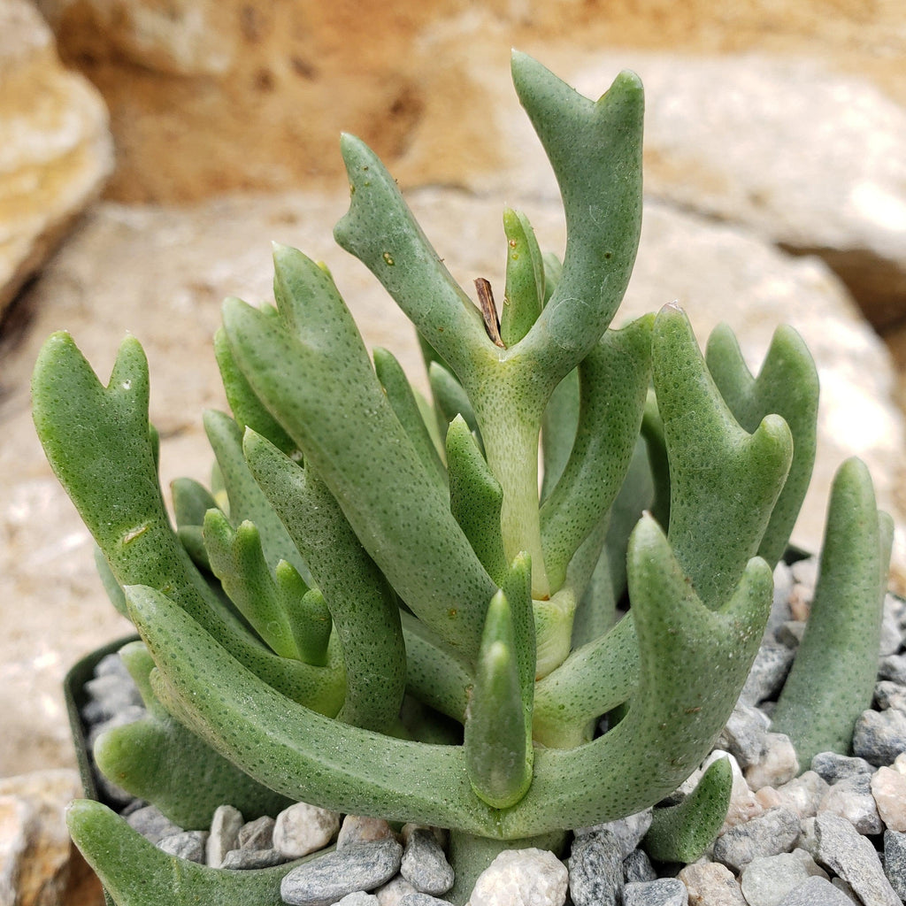 Rhombophyllum dolabriforme