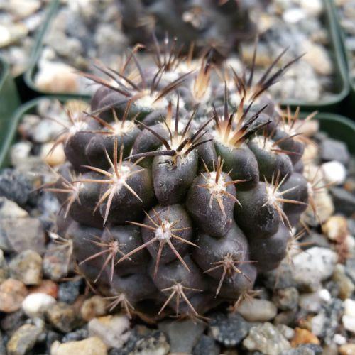 Neochilenia huascensis eriosyce crispa