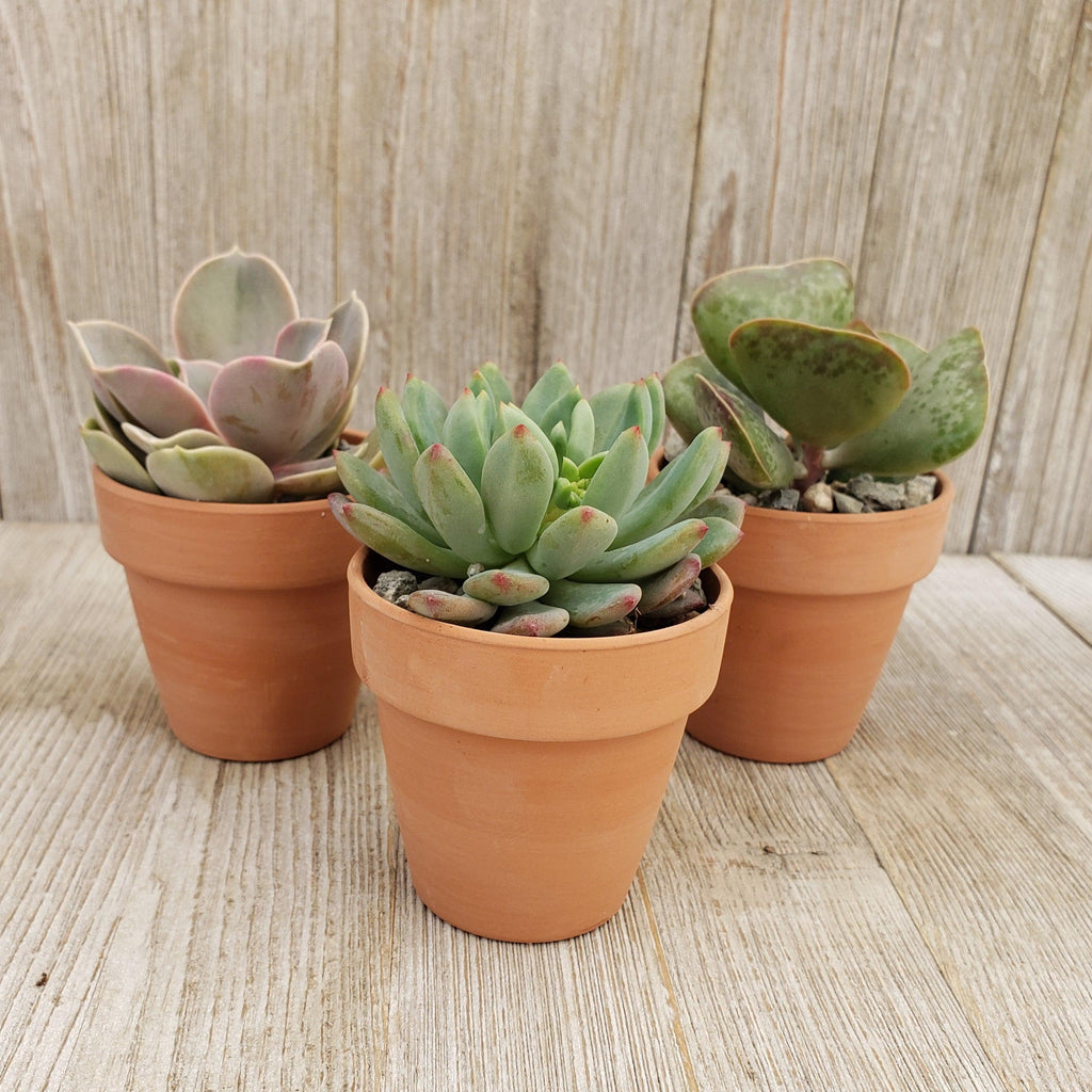 3- 2.5 inch succulents in terracotta pots