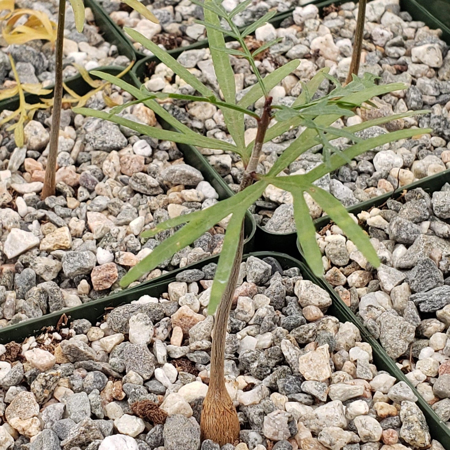 Bursera microphylla Elephant Tree – Planet Desert