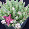 Stapelia scitula