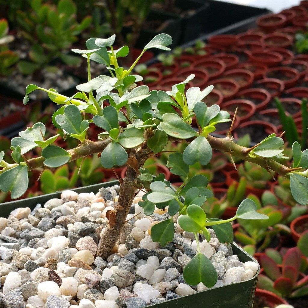 Sarcocaulon vanderietiae