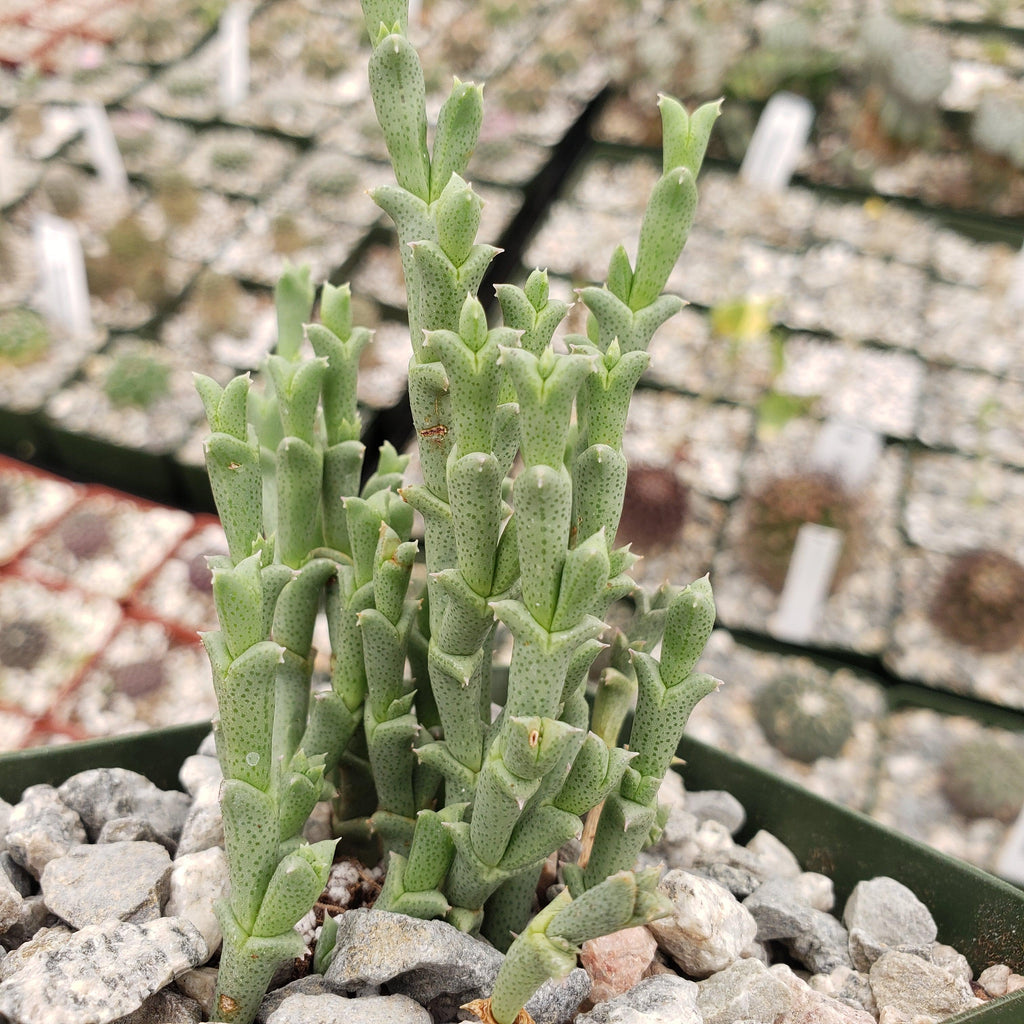 Ruschia perfoliata