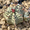 Euphorbia meloformis variegata