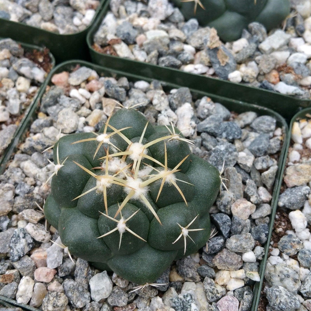 Coryphantha elephantidens