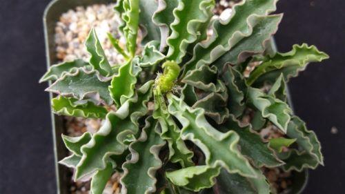 Euphorbia cap saint mariensis