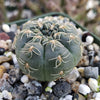 Gymnocalycium schreiteri