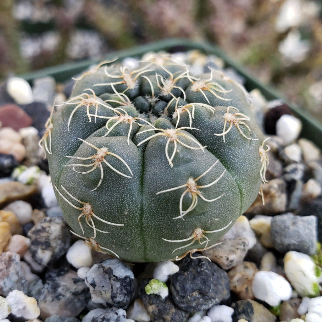 Gymnocalycium schreiteri