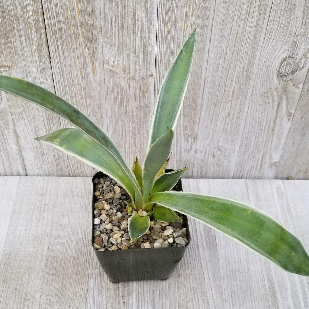 Variegated Caribbean Agave ‘Agave angustifolia marginata’
