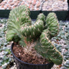 Opuntia cylindrica cristata emerald idol