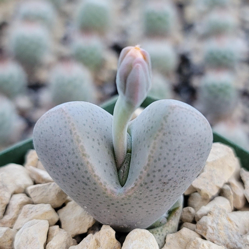 Dinteranthus microspermus puberulus