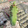 Euphorbia acrurensis abyssinia Desert Candle