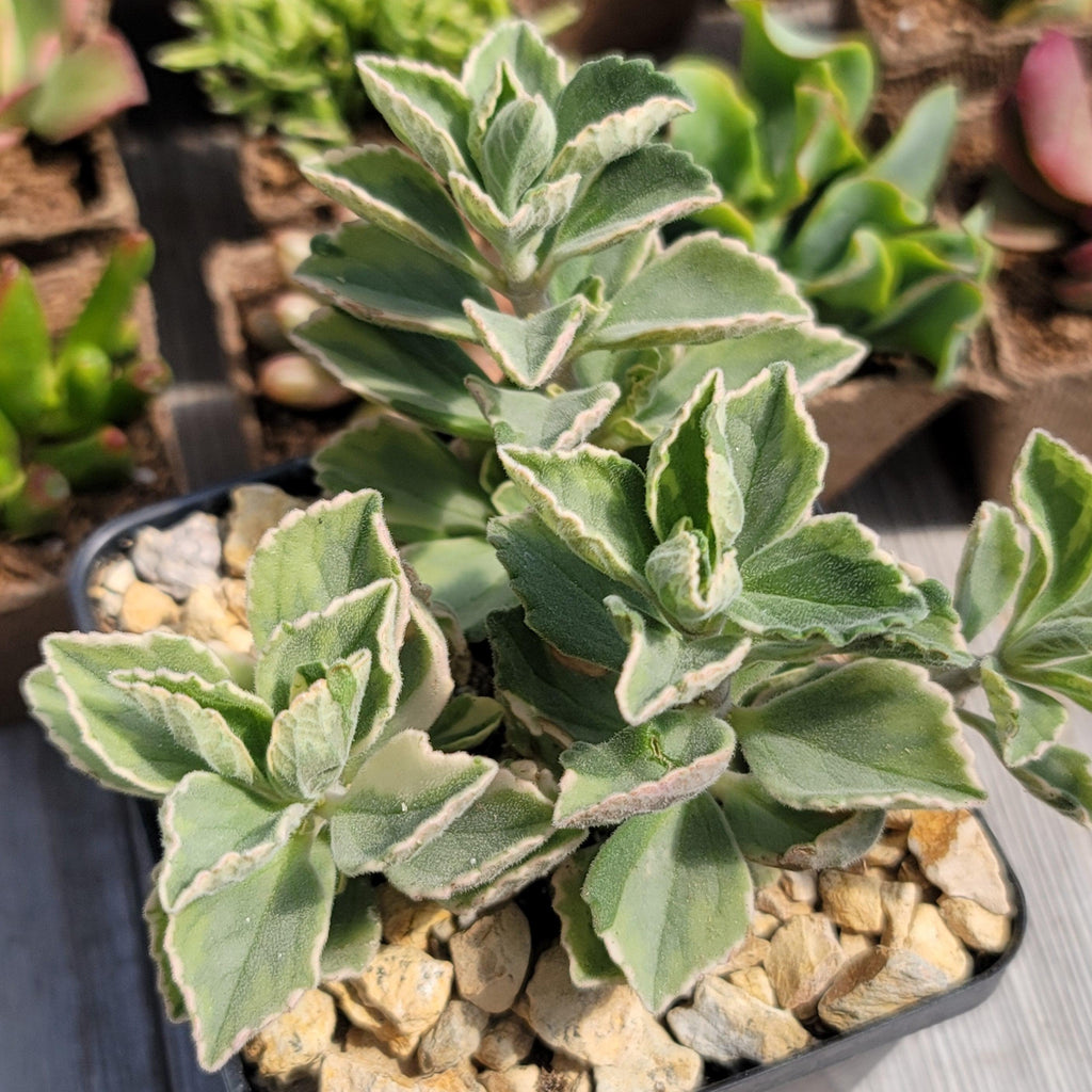 Plectranthus neochilus variegata