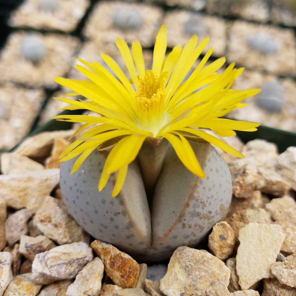 Dinteranthus wilmottianus