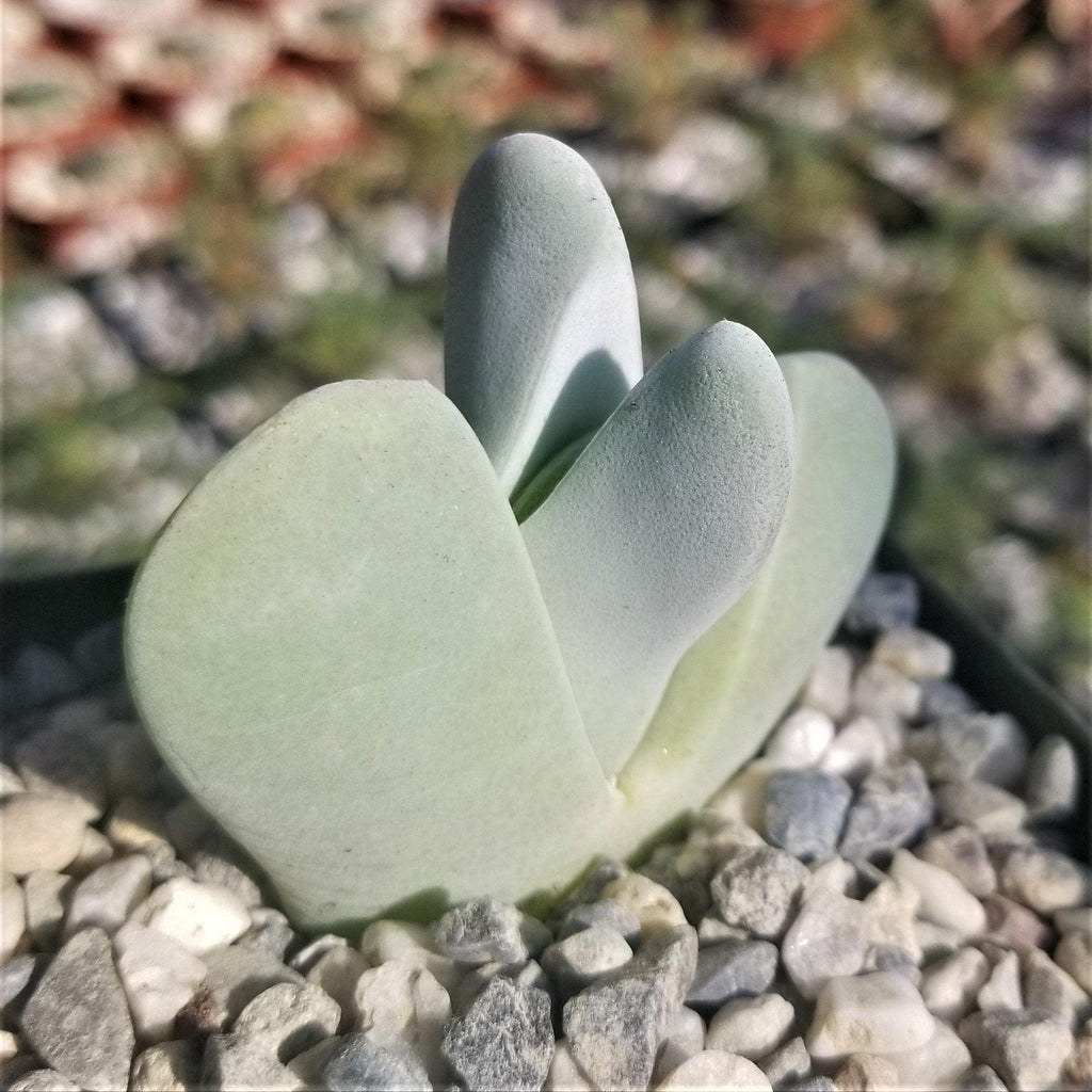 Cheiridopsis pillansii